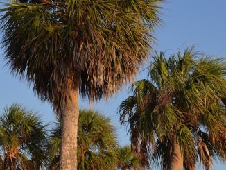 a row of palm trees with a blue sky in the background