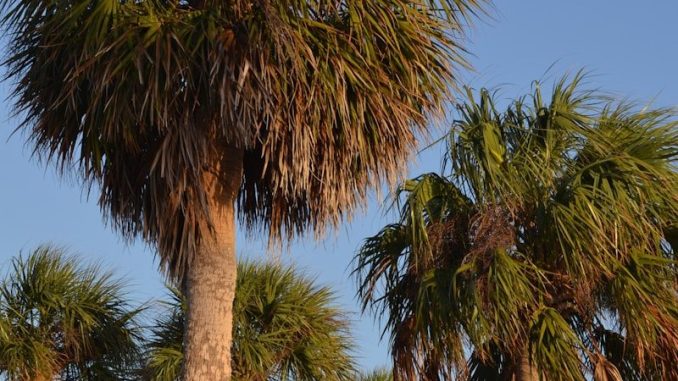 a row of palm trees with a blue sky in the background